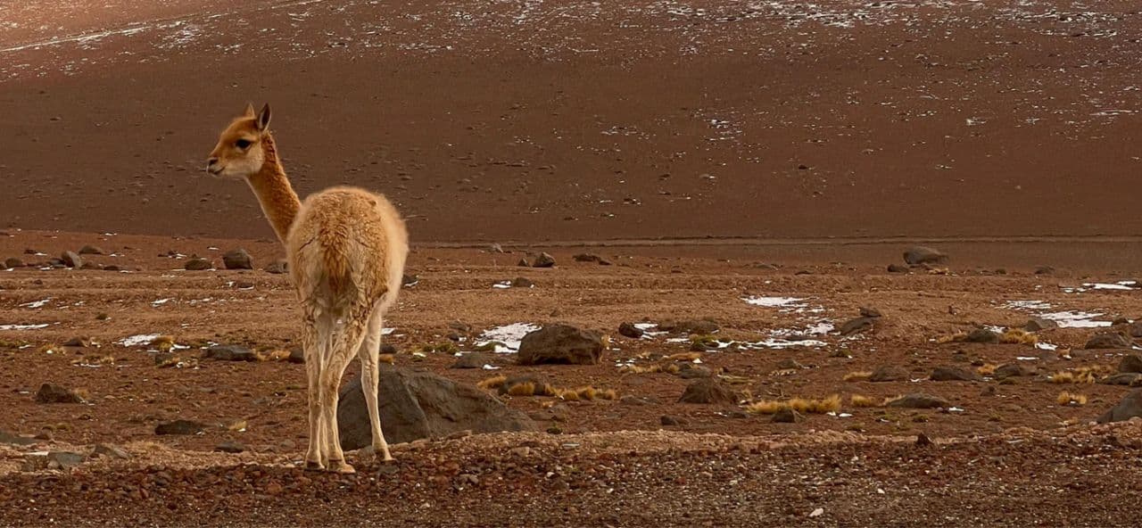 Fedeli Bondjames Mouseover